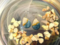 Blue and White Tear drop Silver Earrings
