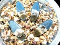 By the Sea Hair Clips
